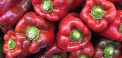 Comienza la campaña de exportación de pimiento de Almería a Estados Unidos