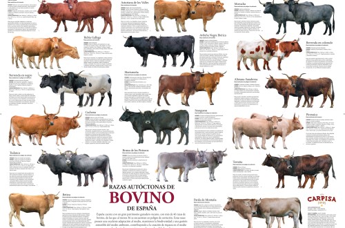 Carpisa Foods pone en valor el patrimonio bovino español