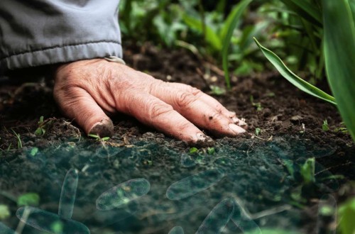 Terra-Sorb radicular SymBiotic, el nuevo bioestimulante probiótico de Bioiberica