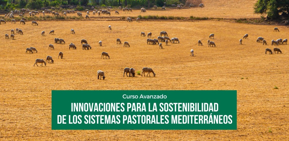 Pastoralismo