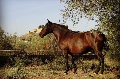 Escrapalia subasta nueve caballos