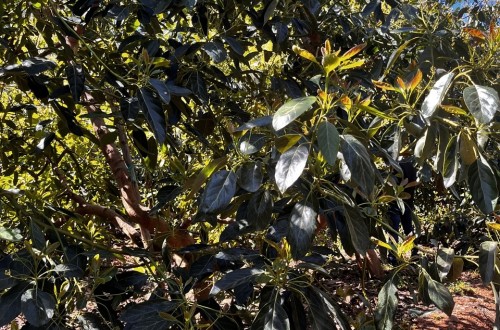 Ensayos de Ecoculture en la variedad Hass de aguacate muestran un 30% más de firmeza
