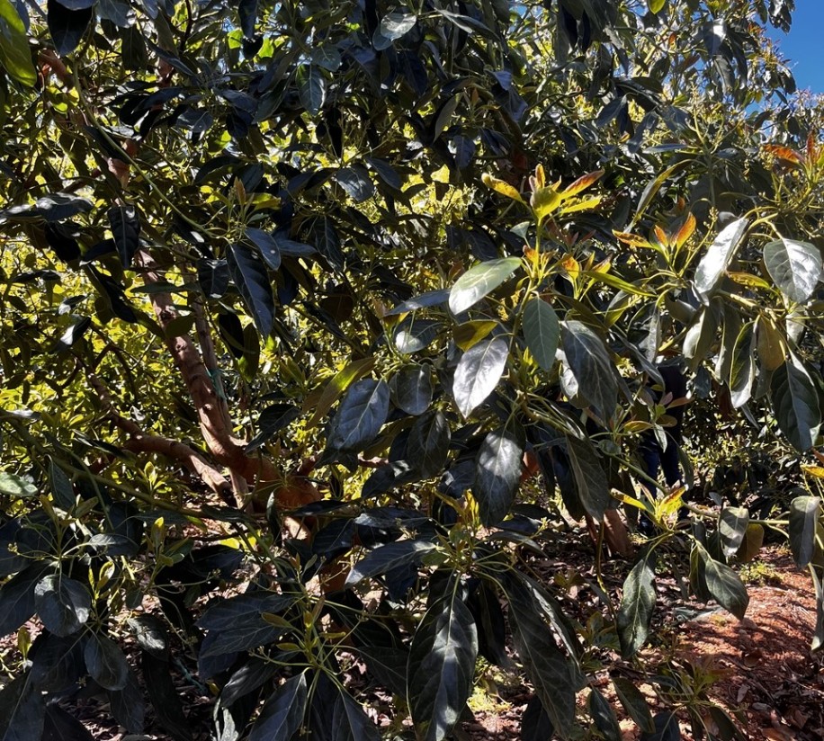 Ensayos de Ecoculture en la variedad Hass de aguacate muestran un 30% más de firmeza