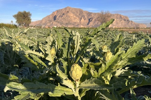 Jornada técnica sobre el cultivo de la alcachofa, en Almoradí el martes 20 de febrero