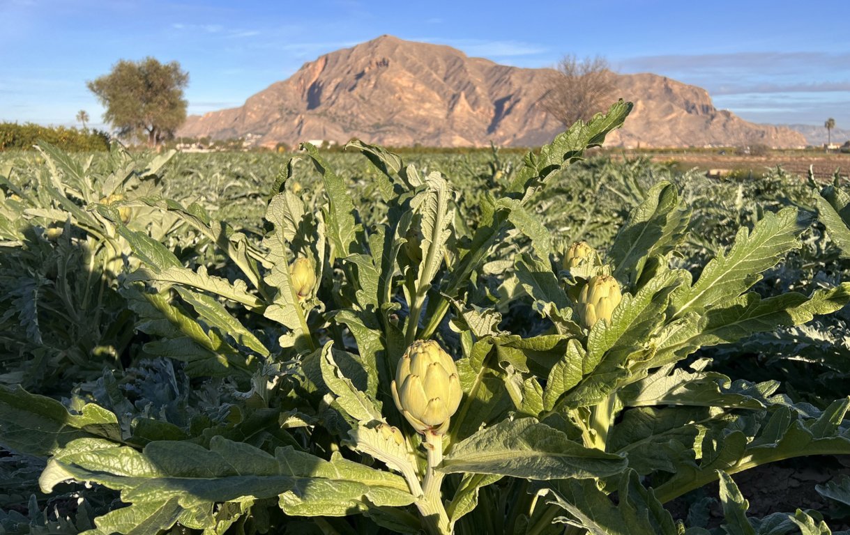 Jornada técnica sobre el cultivo de la alcachofa, en Almoradí el martes 20 de febrero