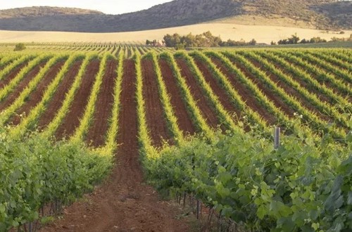 El BOE publica las modificaciones que afectan a las intervenciones sectoriales de frutas y hortalizas, vitivinícola y apícola