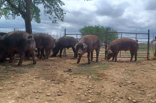 Extremadura celebra el día 20 una nueva subasta de ganado porcino de la raza Duroc