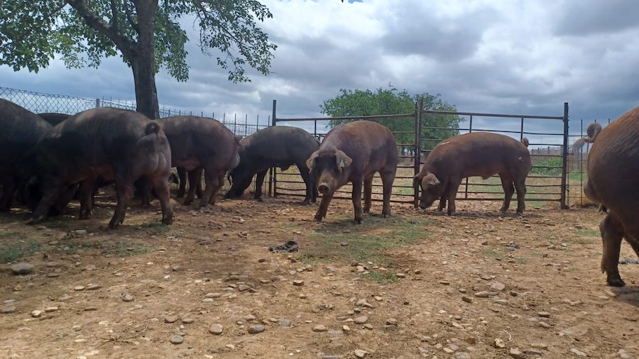 Extremadura celebra el día 20 una nueva subasta de ganado porcino de la raza Duroc