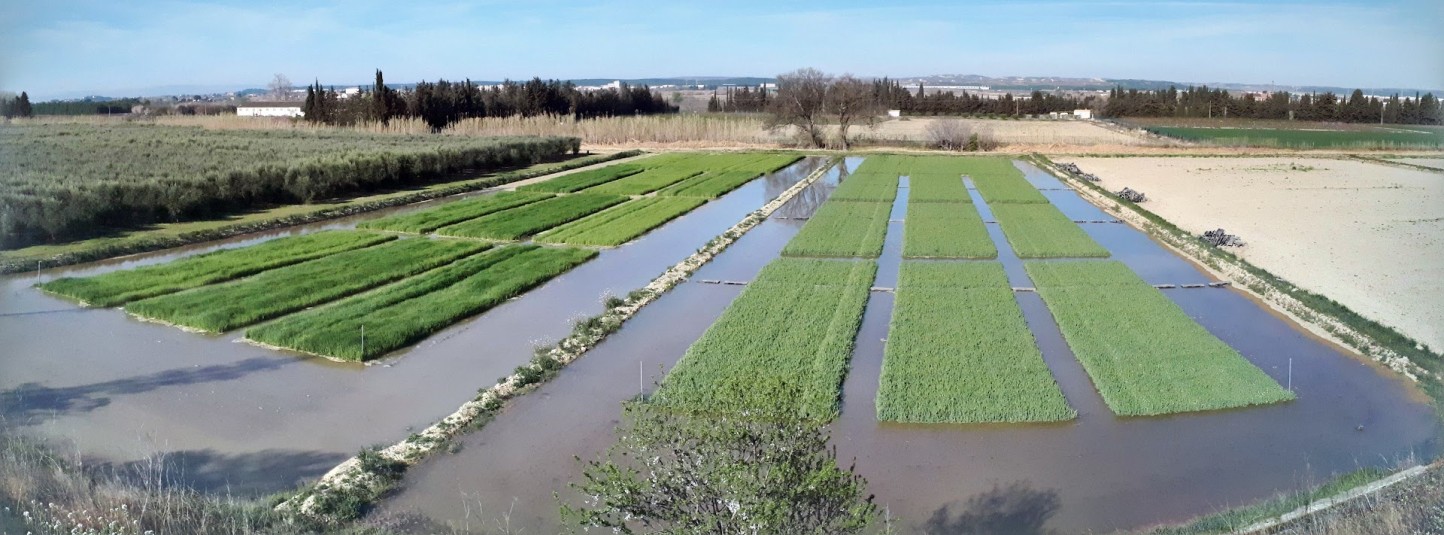 Doble cultivo en maíz: ¿cuál es su impacto en el cambio climático?