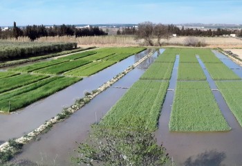 Doble cultivo en maíz: ¿cuál es su impacto en el cambio climático?