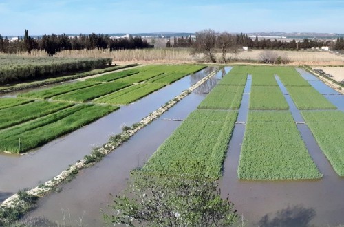 Doble cultivo en maíz: ¿cuál es su impacto en el cambio climático?