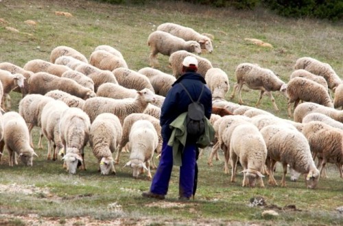 Casi 10.000 agricultores y ganaderos de Castilla y León formalizan préstamos bonificados por 410 millones