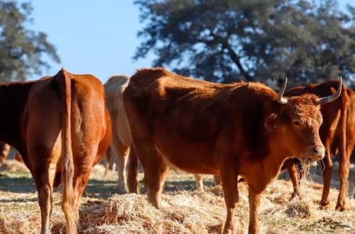 La Unió urge a la Consejería a establecer ayudas para los ganaderos afectados por la EHE