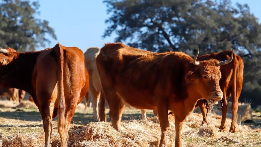 La Unió urge a la Consejería a establecer ayudas para los ganaderos afectados por la EHE