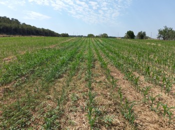Limitaciones en el uso de herbicidas en maíz y posibles alternativas de control