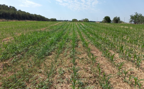 Limitaciones en el uso de herbicidas en maíz y posibles alternativas de control