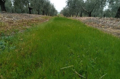 Córdoba acoge la Jornada de Campo sobre manejo de cubiertas vegetales en olivar