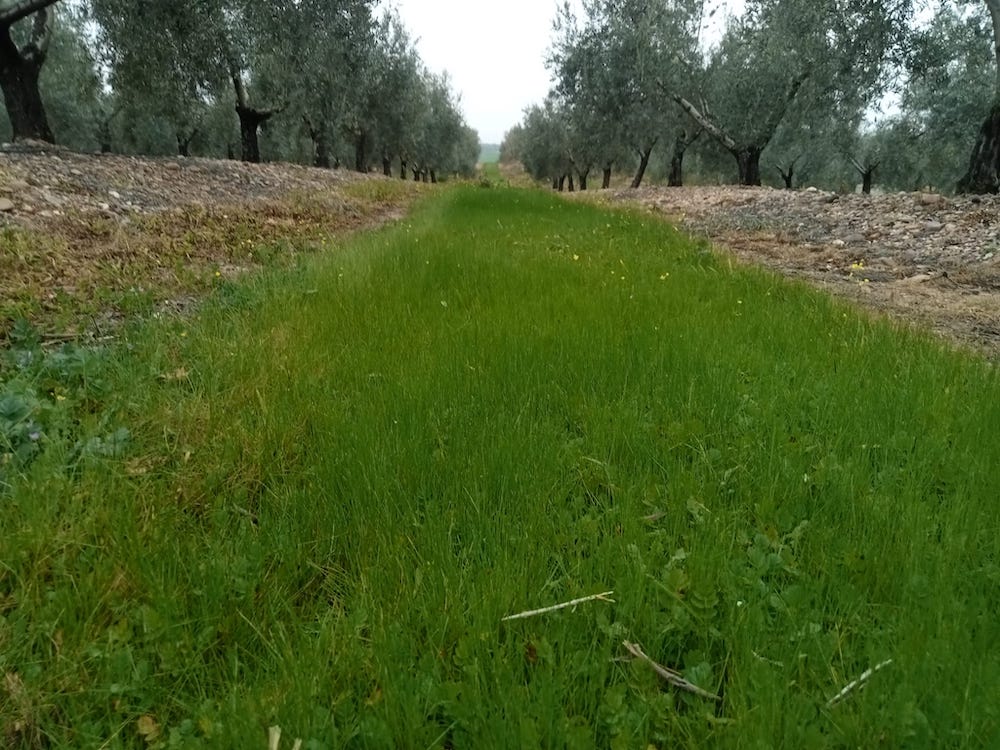 Córdoba acoge la Jornada de Campo sobre manejo de cubiertas vegetales en olivar