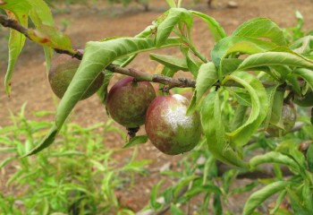 Control integrado del oídio del melocotonero