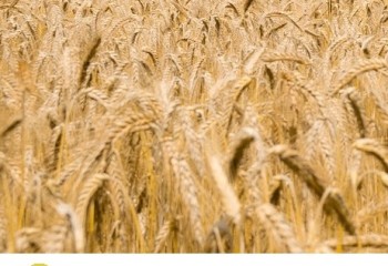 Ampliada en 25 millones la línea de Saeca para el sector agrario, pesquero y alimentario