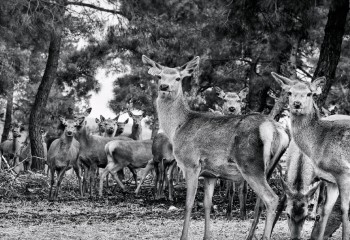 En el interior de la primera granja de ciervos de España
