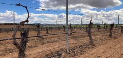 Las lluvias retrasan la recolección de la aceituna pero mejoran las expectativas de los demás cultivos en Castilla-La Mancha