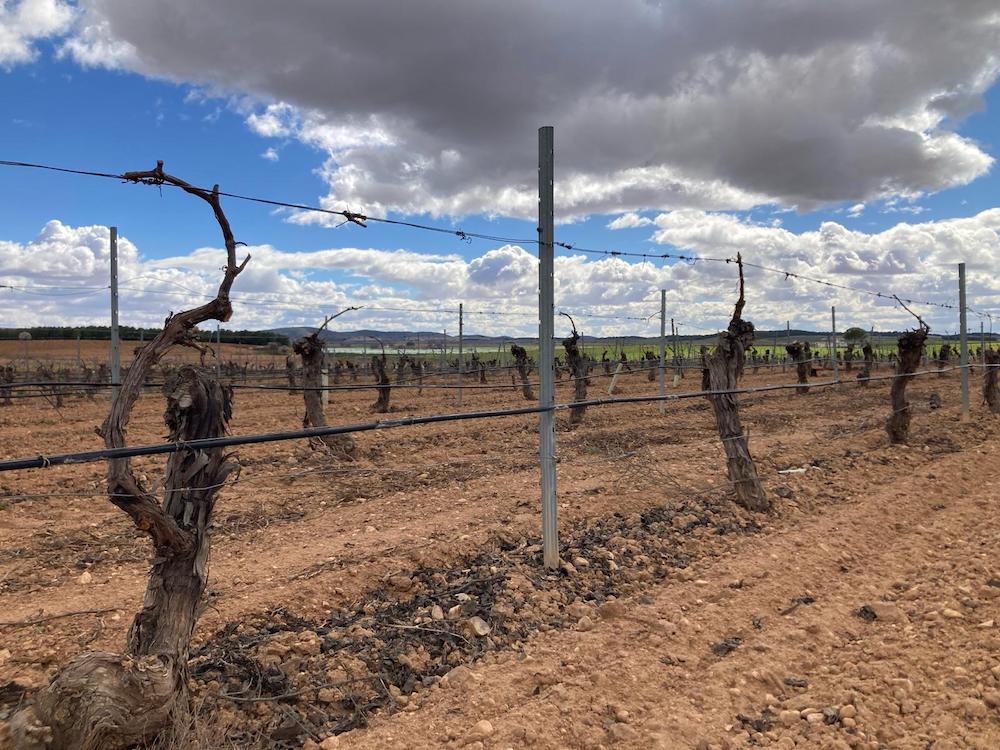 Castilla-La Mancha solicita al MAPA prorrogar el plazo de la Solicitud Única de la PAC hasta el 15 de junio