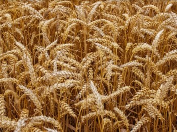 Agroseguro continúa con el pago de indemnizaciones a cerealistas con otros 23 millones de euros