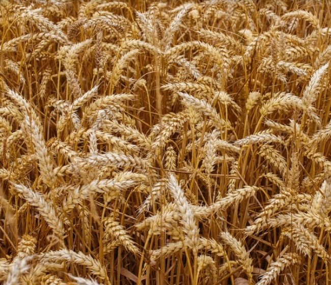 Agroseguro continúa con el pago de indemnizaciones a cerealistas con otros 23 millones de euros