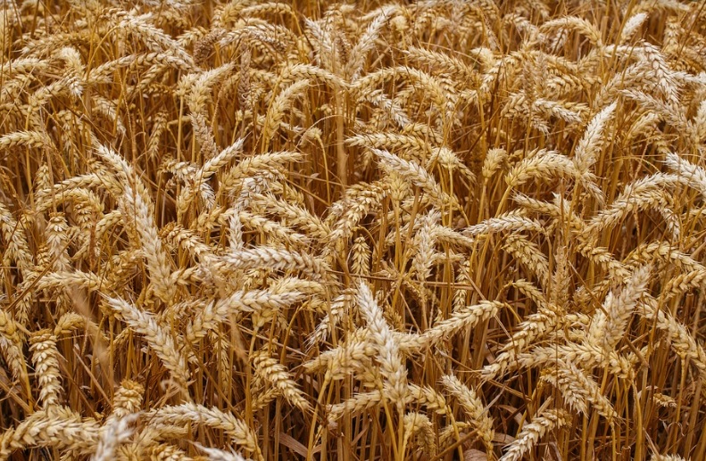 Coceral prevé 295,5 Mt de cosecha de cereales en la UE-27+Reino Unido en 2024