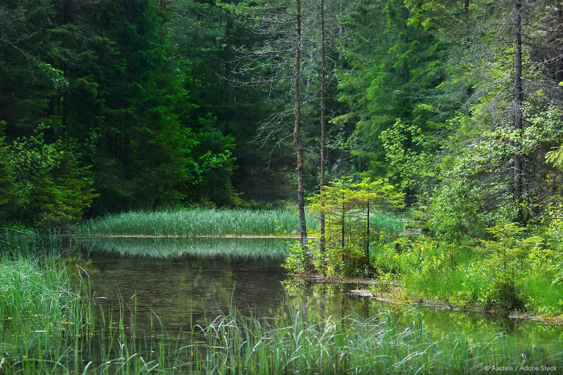 Minoría de bloqueo de ocho Estados miembros de la UE a la polémica Ley de Restauración de la Naturaleza