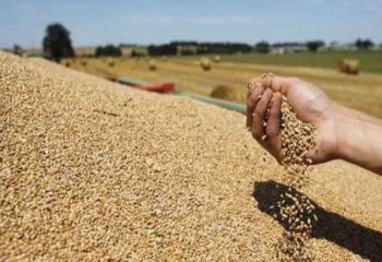 La UE importa 20 millones de tn de cereales en lo que va de campaña 2024-2025, el 40,19% por operadores españoles