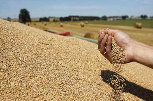 La UE importa 20 millones de tn de cereales en lo que va de campaña 2024-2025, el 40,19% por operadores españoles
