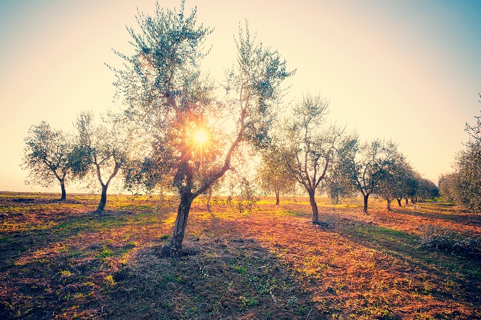 Extremadura abona más de 27,8 millones de la Solicitud Única de la PAC