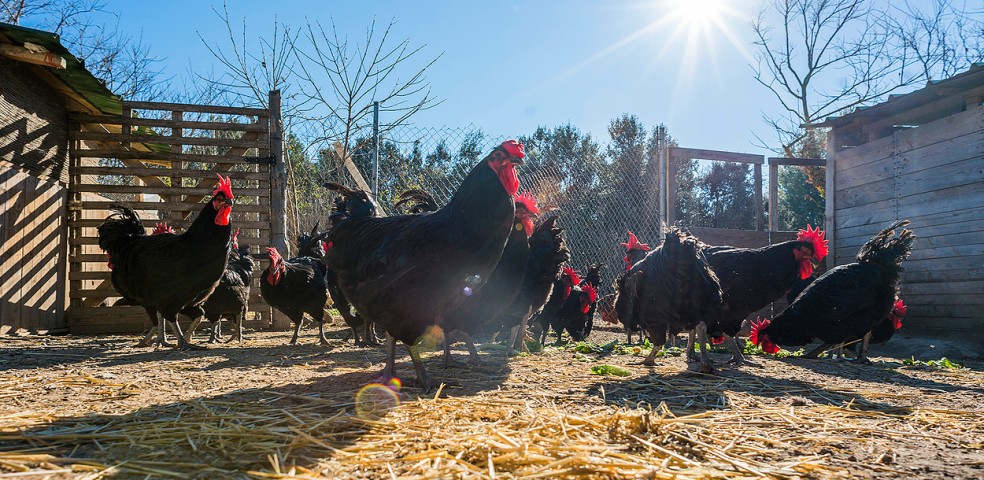 gallos_avicola_penedes