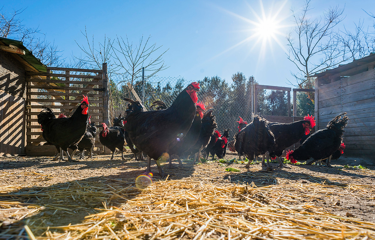 El avícola fue el único sector ganadero-cárnico que aumentó su producción en 2023