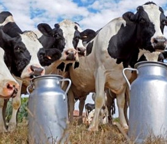 Ya hay menos de 10.000 ganaderos de vacuno de leche con entregas a compradores