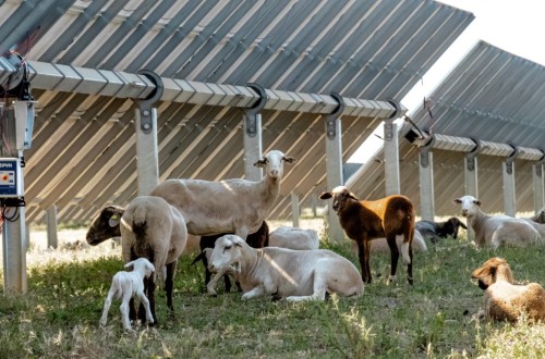 El fabricante de seguidores solares PVH se suma a la agrovoltaica