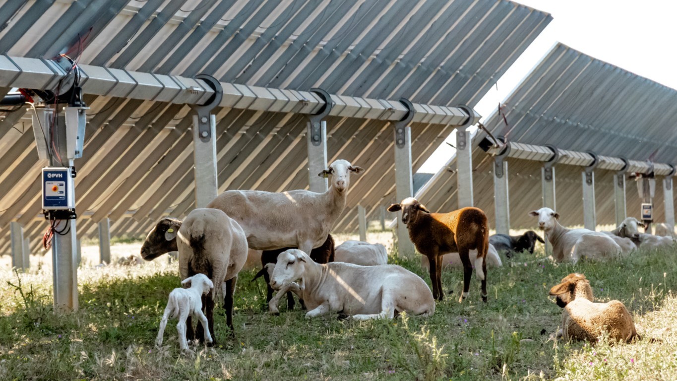 El fabricante de seguidores solares PVH se suma a la agrovoltaica