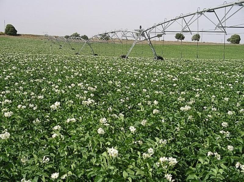 La fuerte irrupción de la patata de Egipto en el mercado español preocupa al sector  productor y comercializador