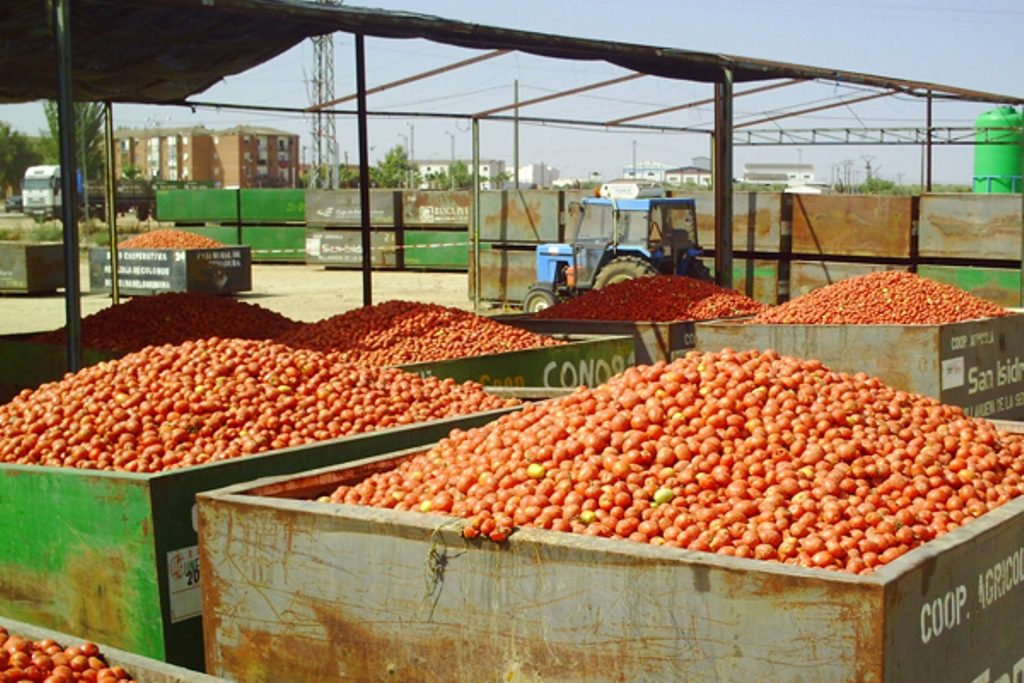 Cerca de 131.500 cultivadores de secano, de arroz y tomate para industria recibirán en breve casi 252 M€ de ayudas de Estado por sequía y la guerra en Ucrania