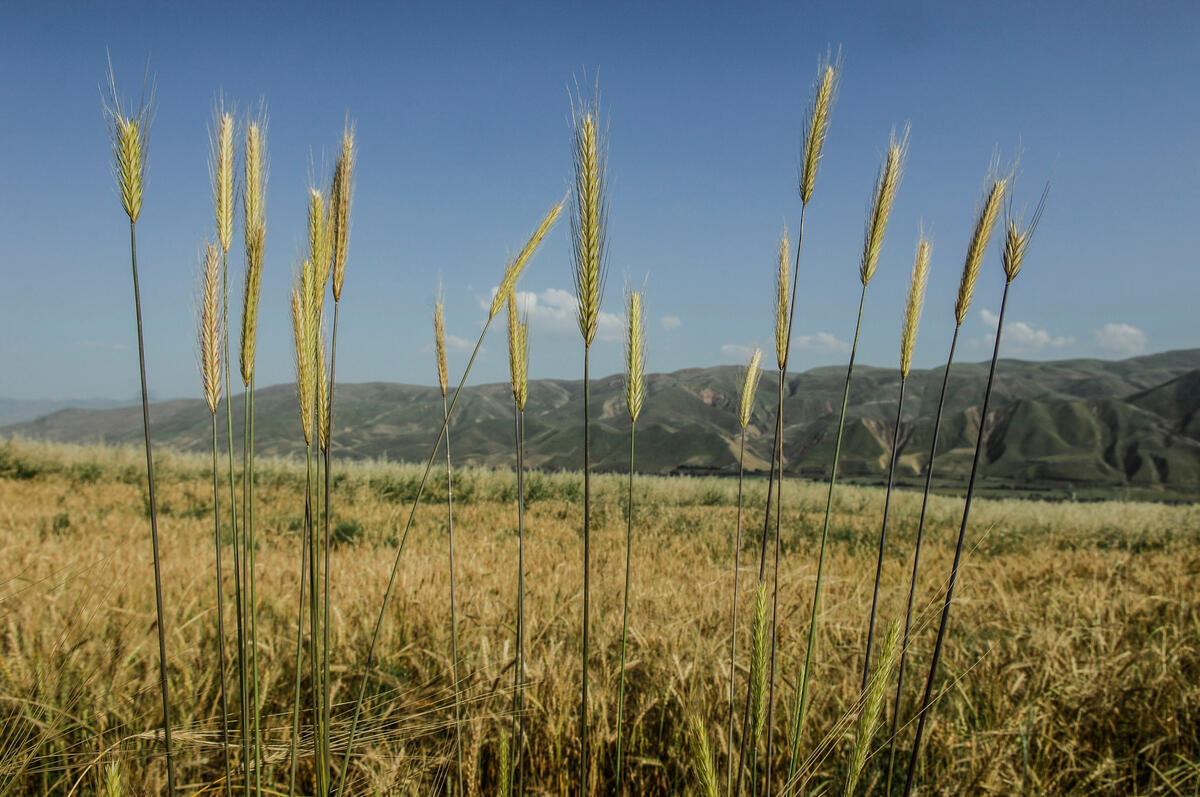 FAO: el índice de precios mundiales de alimentos básicos bajó en febrero por cereales y aceites vegetales