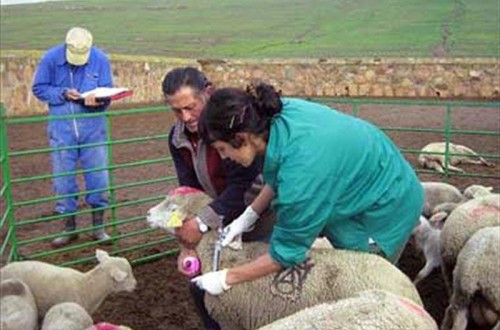 Asaja defiende a los veterinarios en su demanda de poder dispensar medicamentos