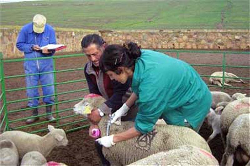 EFSA: los residuos de medicamentos veterinarios en animales y alimentos siguen siendo bajos en la UE