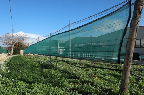 Vigne Plus System, el sistema de Arrigoni para aumentar el sombreado del viñedo