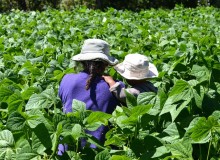 agricultura_familiar