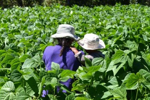 agricultura_familiar