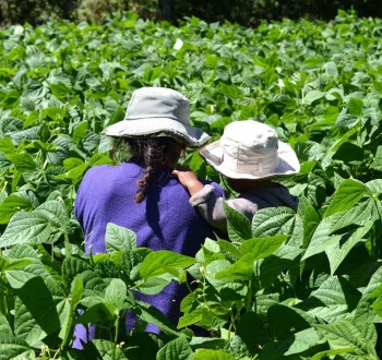 El relevo generacional en el campo se frena: solo un 9% de los agricultores con ayudas de la PAC tiene menos de 40 años