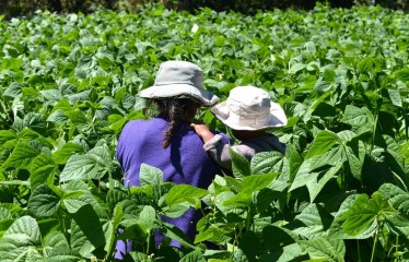 El relevo generacional en el campo se frena: solo un 9% de los agricultores con ayudas de la PAC tiene menos de 40 años