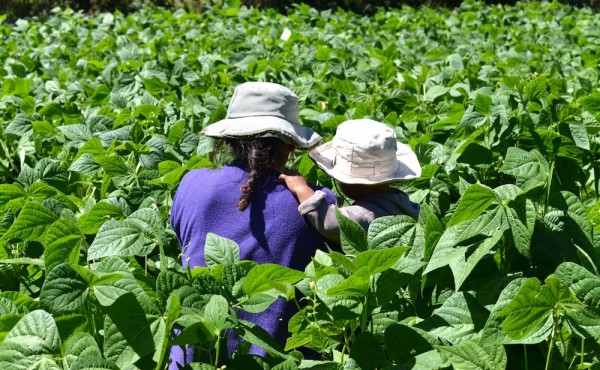 El Gobierno acelerará la futura ley de agricultura familiar para garantizar relevo generacional y proteger el medio rural